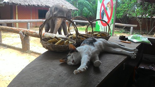 Koh Samui sleeping cat