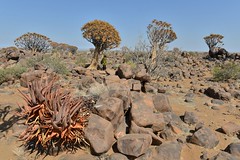 QUIVERTREE FOREST_3