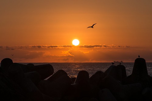 sunrise iwate 日本 kuji 岩手県 ウミネコ 日の出 小袖海岸 久慈市