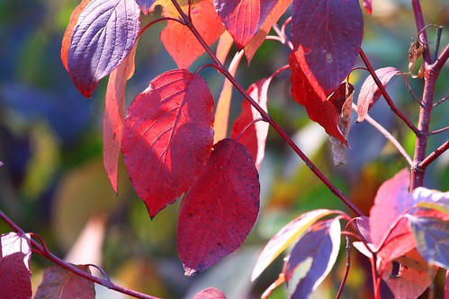 county fall leaves howard reis iowa foliage larry springs lime dogwood redosier
