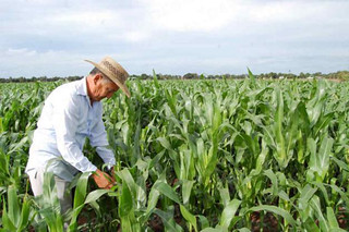 Productor checando un cultivo de maiz4