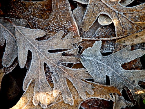 frosty oaks