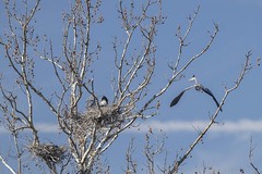 GREAT BLUE HERON ROOKERY