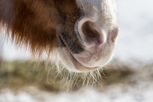 horse whiskers white winter