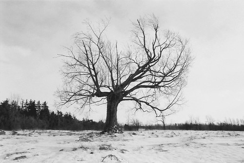 tree winter nostalgia dead old landscape