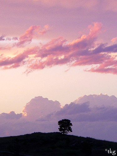 sunset pine landscape ©tylerknottgregson