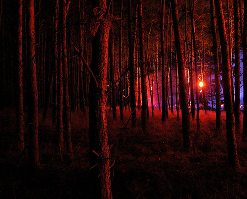 wood trees red forest geotagged blinkenlights bushfire gondwana geolat52684487 geolon12959533
