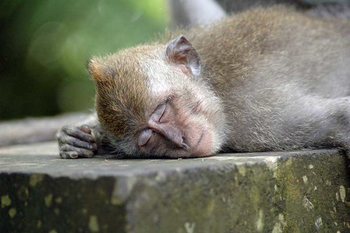 Image result for exhausted monkey