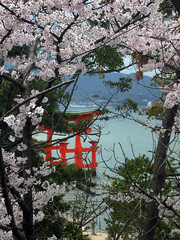 Miyajima torii through the sakura