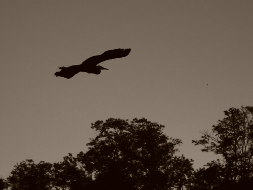 park bw bird heron silhouette sepia night 510fav twilight fv5 grayheron dfg andreilintu