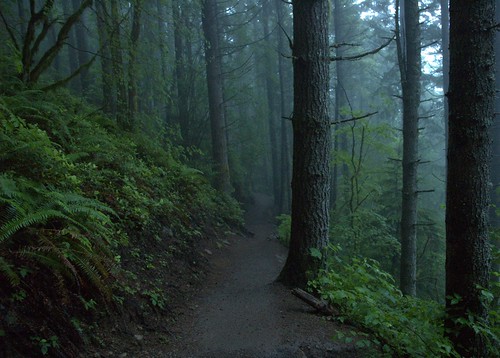 forest washington hiking hike trail rattlesnakeledge northbend