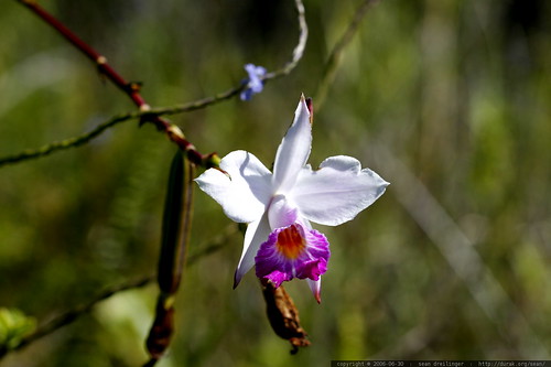 orchid, hilo, hpp, hawaii, hawaiian air, ha… _mg_5986