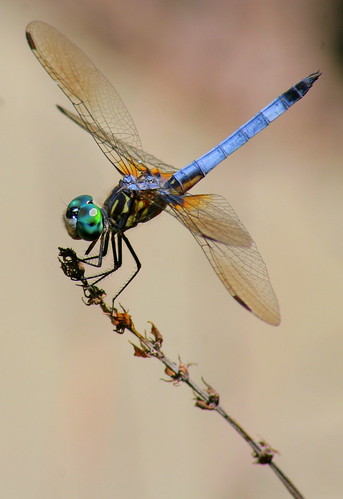 macro geotagged dragonfly explore interestingness62 i500