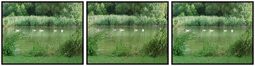 green stereogram stereophoto stereophotography 3d crosseyed swan stereo swanlake giessen stereopair grün parallel schwan gießen crossed crossedeyes crosseyes 3dx schwanenteich bojanung