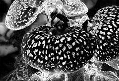 Slipper Flower macro in Black & White