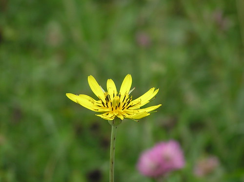 flower green grass yellow serbia meadow yellowflower sopot