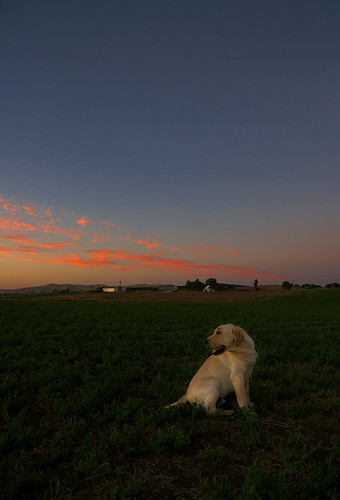 sunset sky dog dogs alfalfa