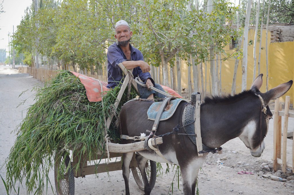 Uyghur farmer