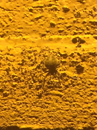 fauna night spider web arachnid