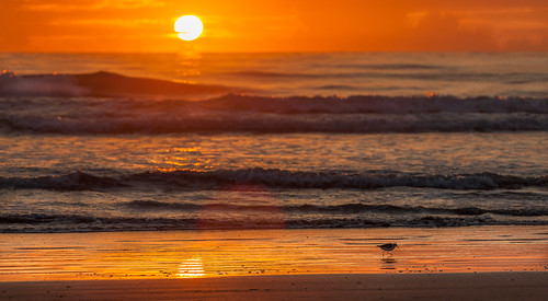 bird beach digital sunrise landscape waves florida sandpiper newsmyrnabeach canonef70200f4l playerito canon5dmkii lightroomcc