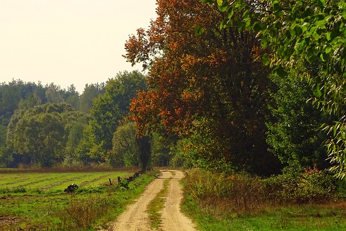 road autumn trees hot fall nature forest landscape view path poland polska dry fields