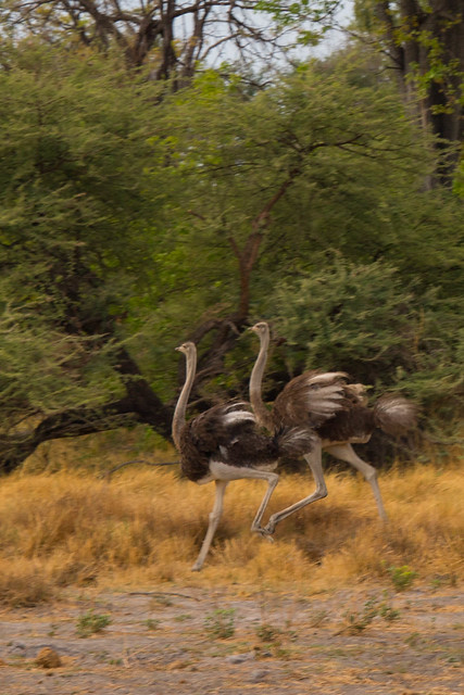 Running ostriches