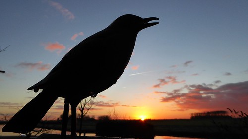 bird early sunrise backyard statue black