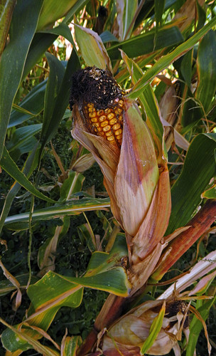 Corn left to dry in the field in a small town near Noia, Spain