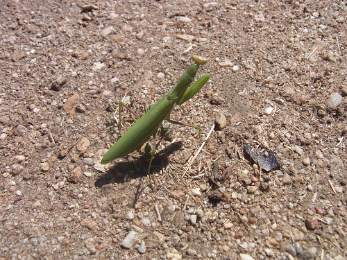 green mantis insect