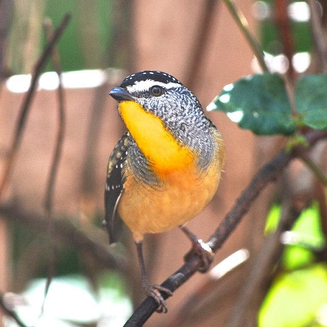 this beautiful spotted #pardalote has been...