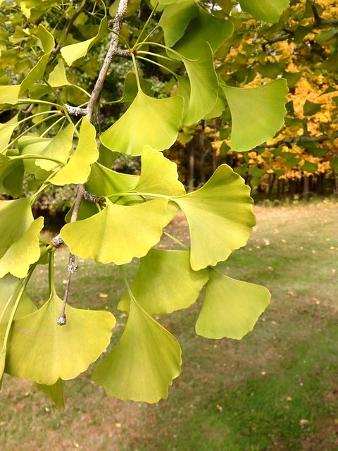 Gingo leaves