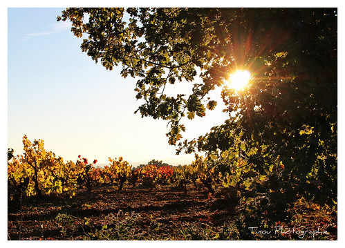 nature vineyard paca provence paysage var vigne vignobles provenceverte