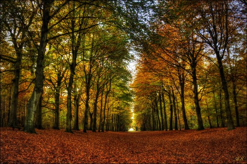 wood autumn holland colors canon eos view herfst otoño bos hdr heiloo