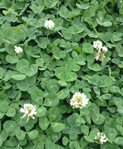 Clover White