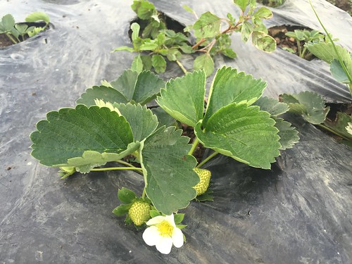 strawberry farm baguio 079