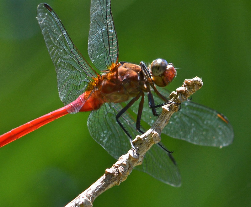 Dragonfly_0559a