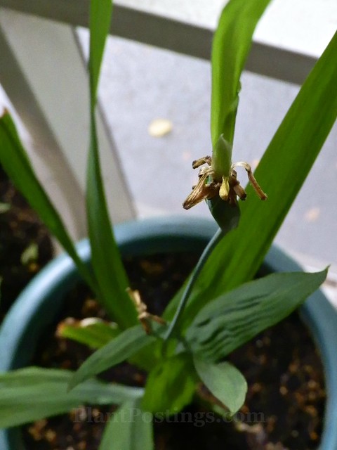 baby plant