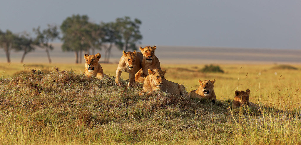 Famille de lion dans la réserve de Masaï Mara