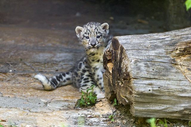 Shy snow leopard cub