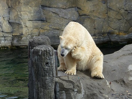 Eisbär Sprinter, Zoo Hannover