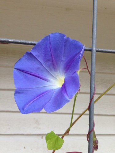 The first Clark's Heavenly Blue morning glory