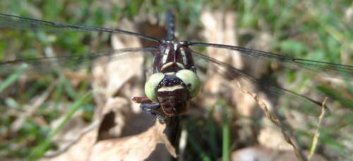 autumn male photo dragonfly michigan mtpleasant odonata islandpark isabellacounty arrowclubtail stylurusspiniceps mtpleasantparksandrecreation