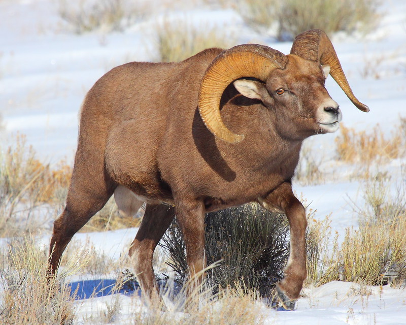 IMG_6227 Bighorn Sheep, National Elk Refuge