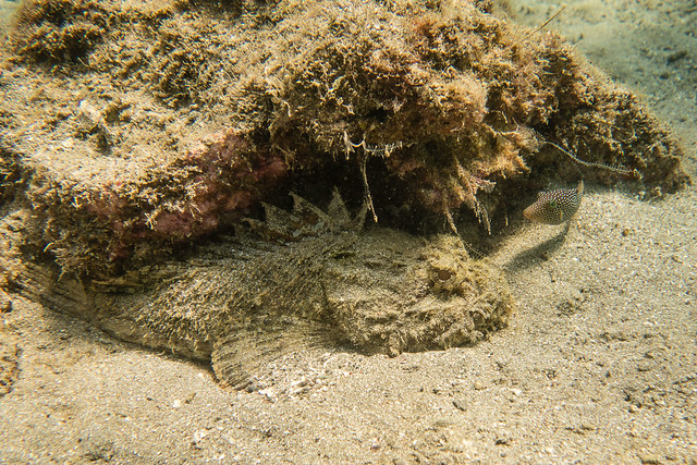 scorpion fish and spotted boxfish