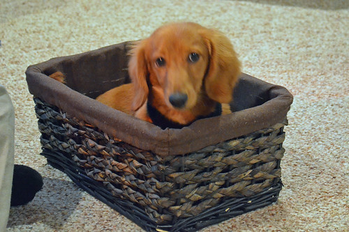 dog dogs animals puppy photography virginia basket photos young canine indoors va inside