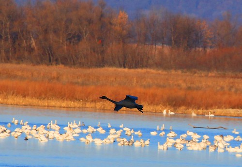 minnesota reis swans larry area tundra brownsville