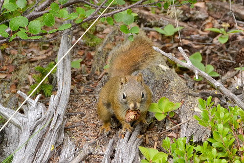 canada squirrel yukonterritory