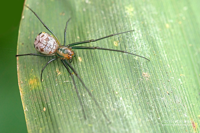 Big-jawed spider (Leucauge sp.) - DSC_1105