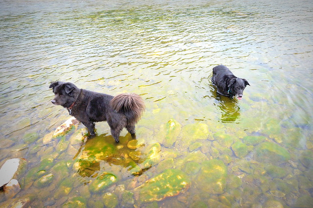 dogs in the river