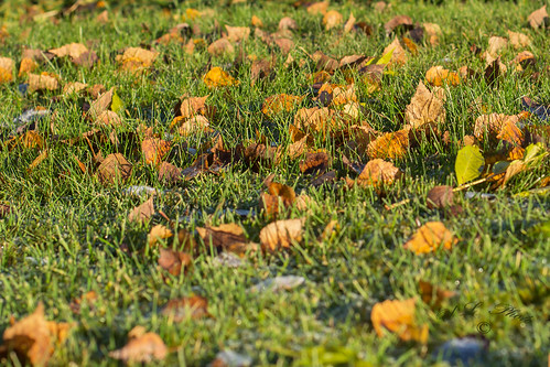morning autumn sun green fall nature leaves yellow out weeds sweden lawn birch leves morningsun swerve västernorrland birchleaf nikon50mm ångermanland dsc1166 atranswe lat63lon18